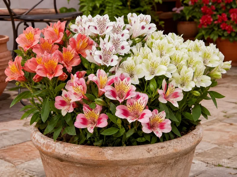 Alstroemeria In Containers — for Peruvian Lily