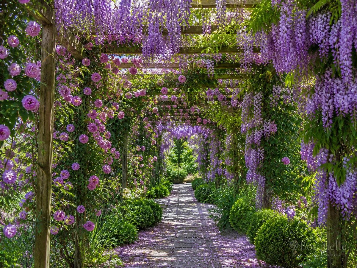 Plants for arbors, pergolas, trellises — hub image