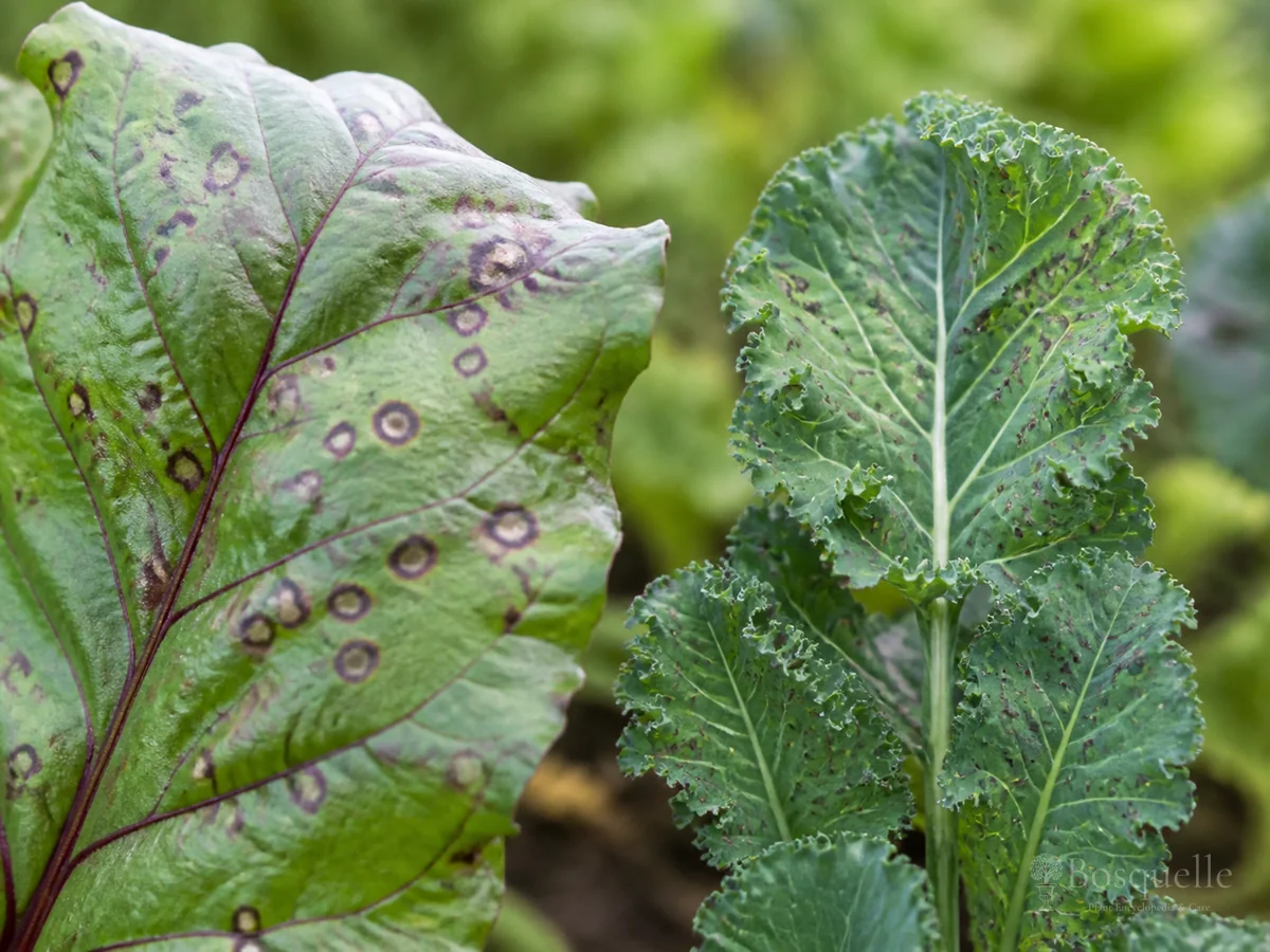 Cercospora Leaf Spot