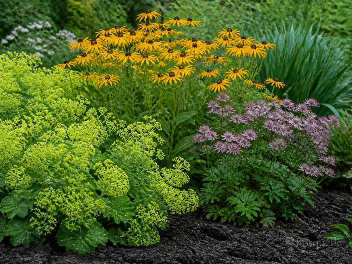 Clay soil plants — hub image