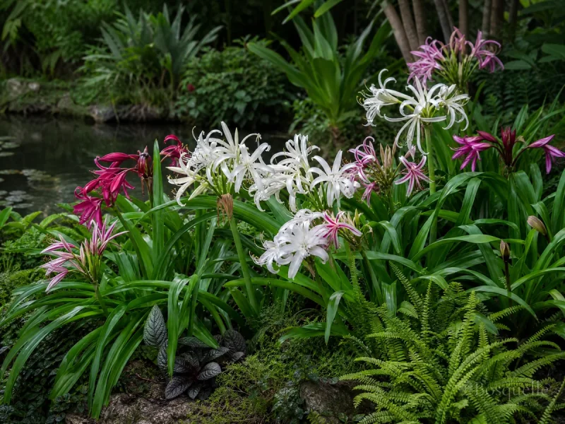 Pair Crinum With Bold Leaves in a Moist Border guide illustration