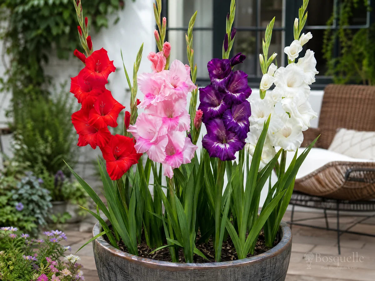 Gladiolus in Containers guide illustration