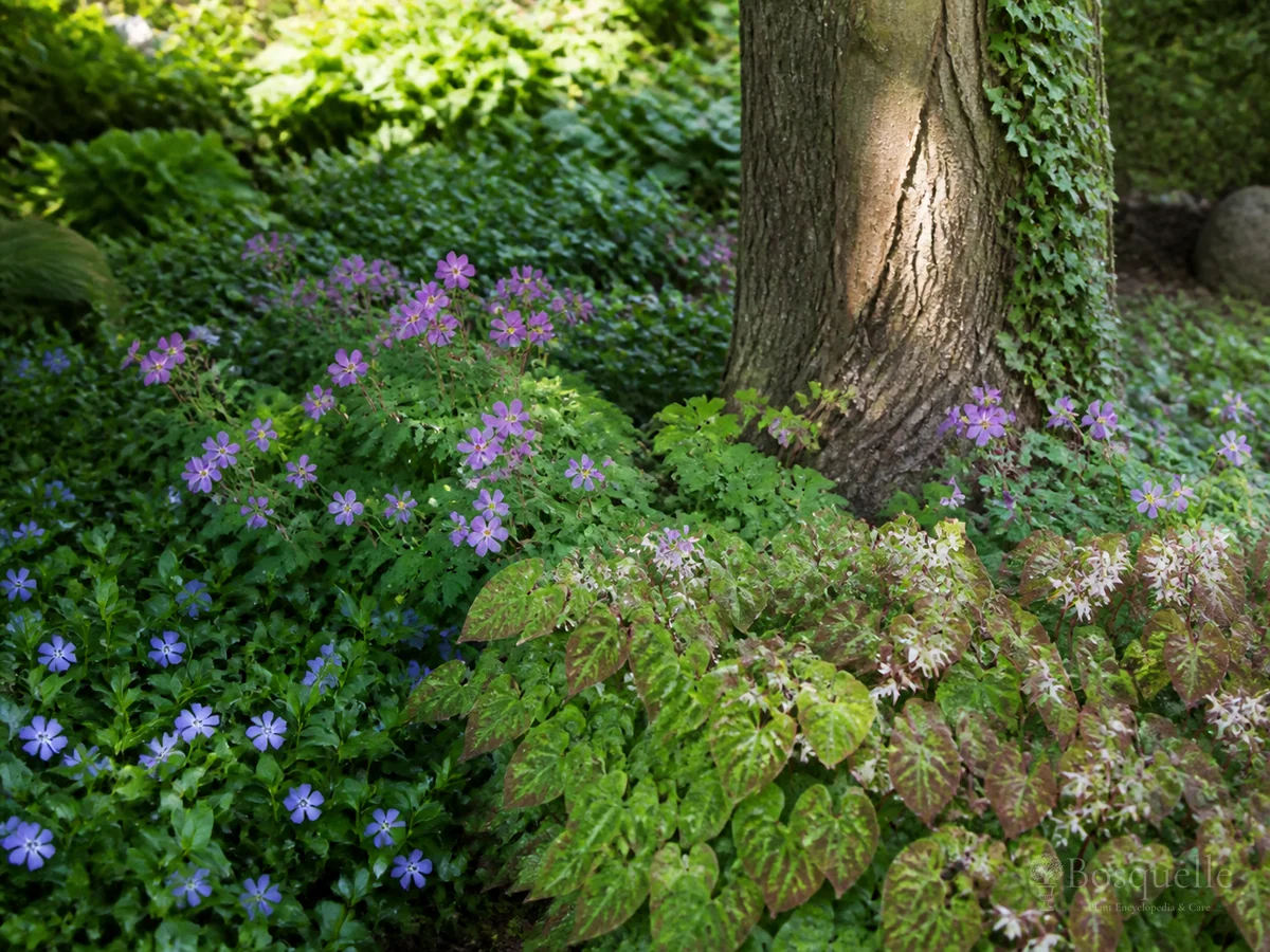Plants for ground covers — hub image