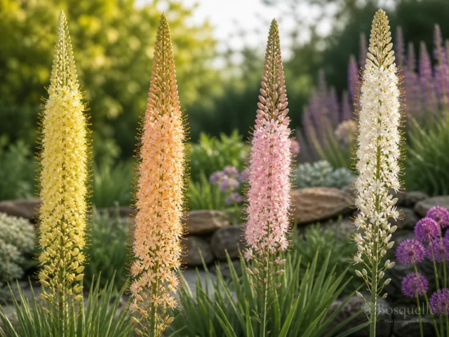 How to Grow Eremurus — for Foxtail Lily 'Foxtrot'