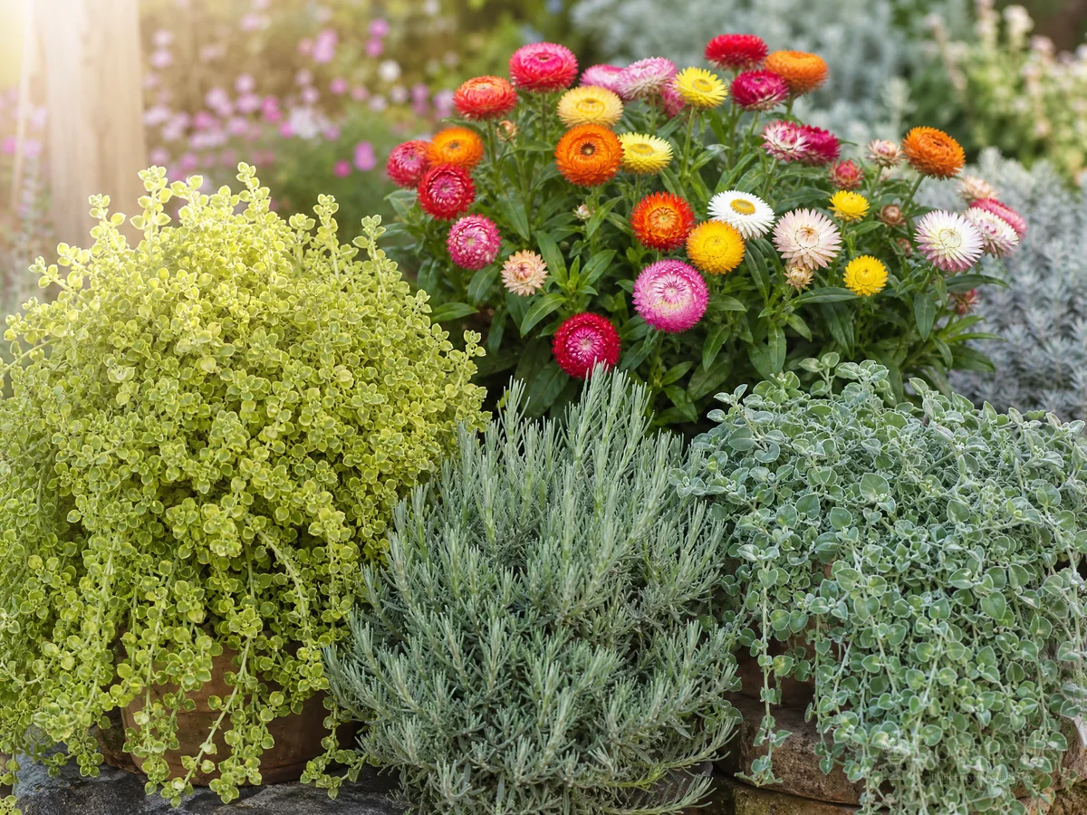 How to Grow Helichrysum — for Everlasting Flower