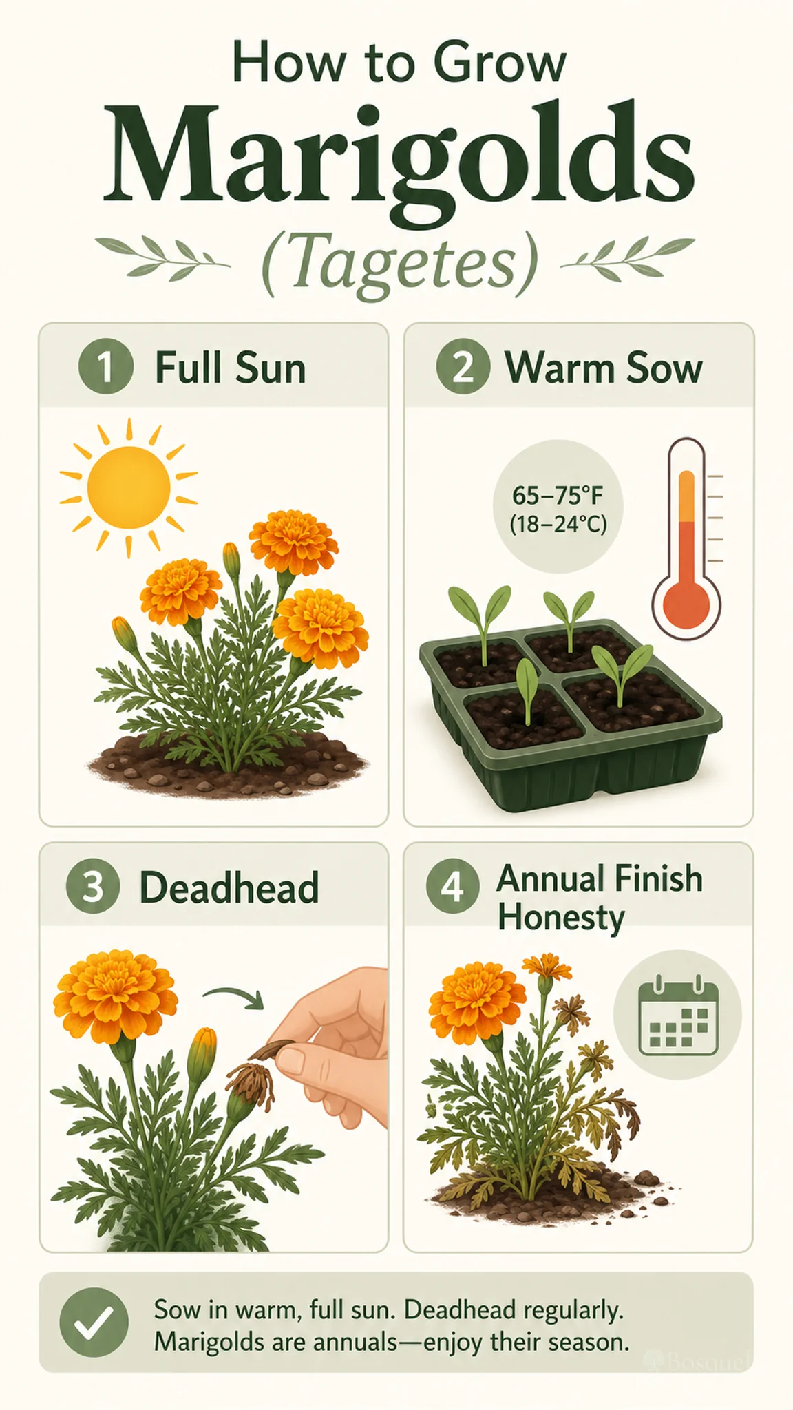 How to Grow Marigolds care summary diagram