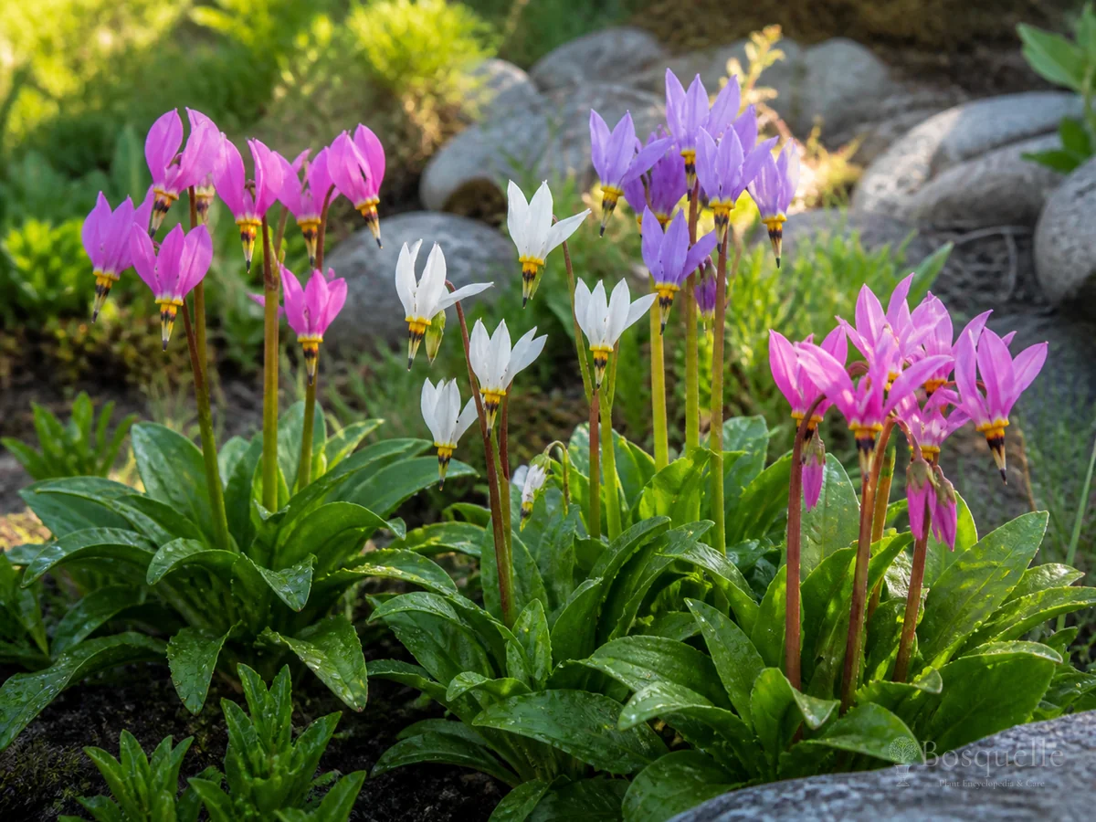 How to Grow Shooting Star guide illustration