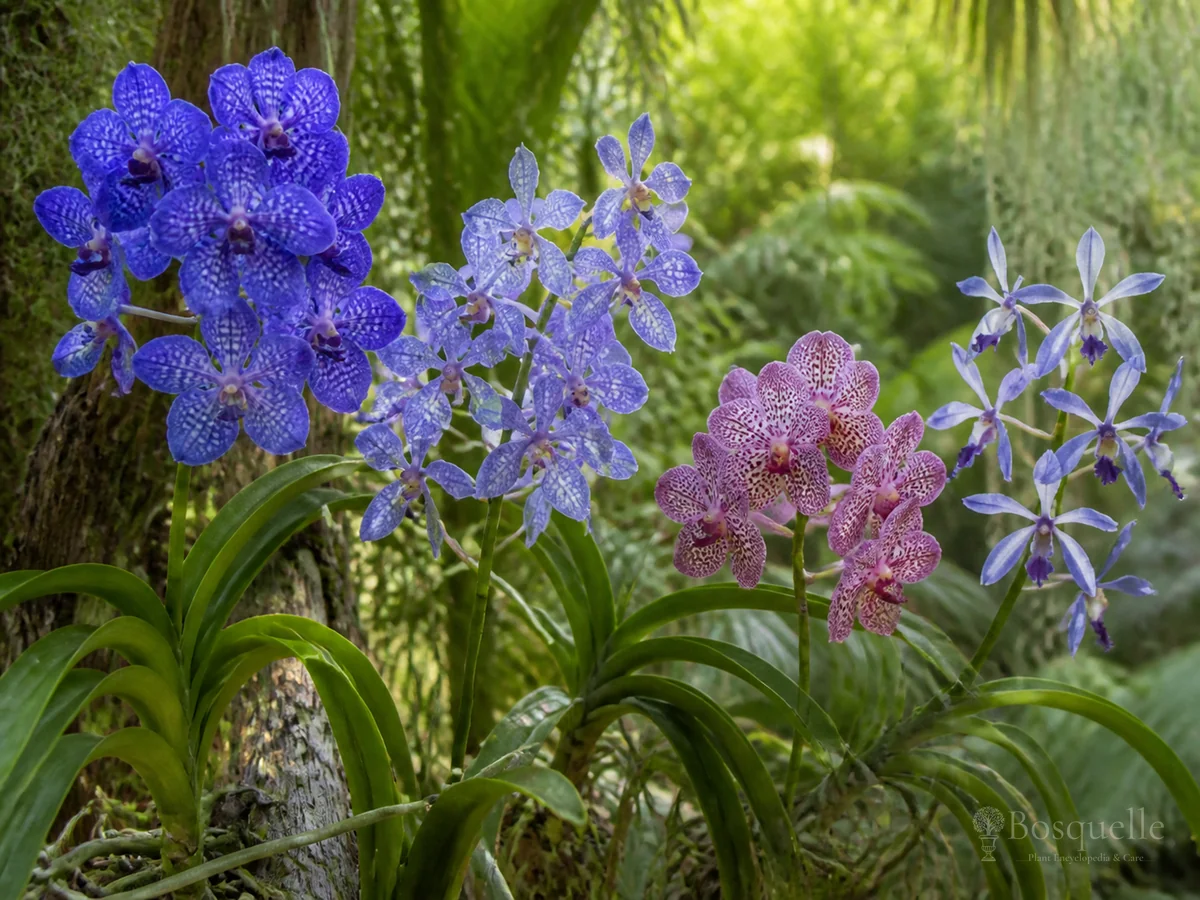 Grow and Care for Vanda guide illustration