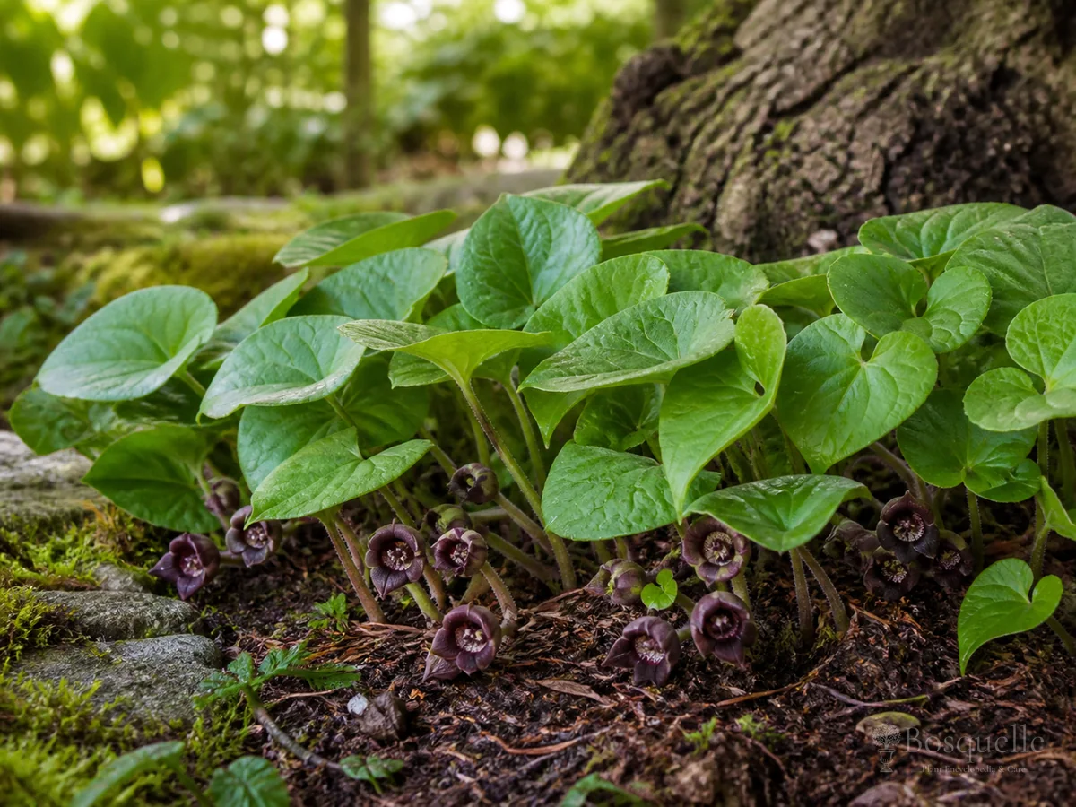How to Grow Wild Ginger guide illustration