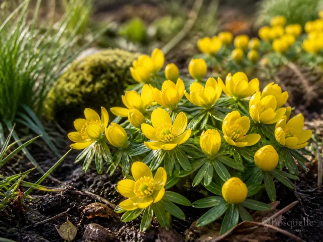 Grow and Care for Winter Aconite