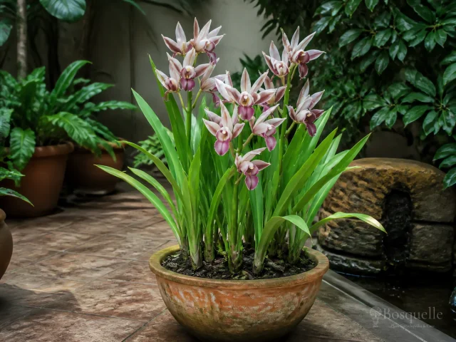 Repot Nun’s Orchid – One Size Up After Spikes Finish guide illustration