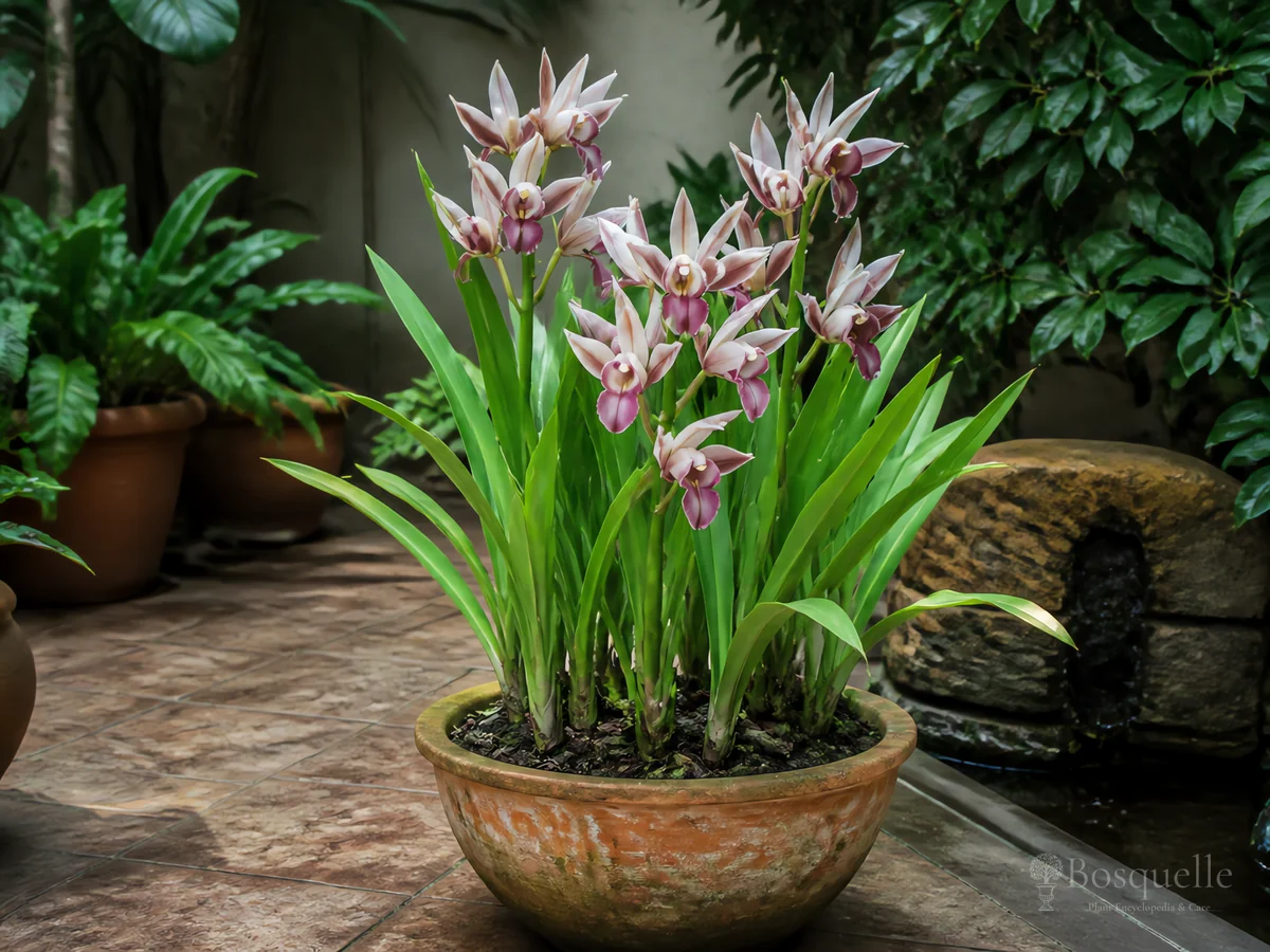 How to Repot Nun’s Orchid guide illustration