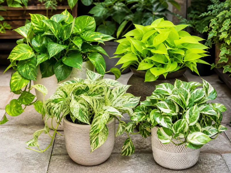 Repot Pothos 1 to 2 Inches Wider guide illustration