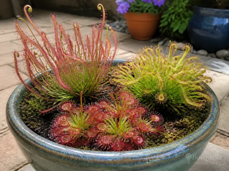 Repot Sundew When the Peat Is Tired guide illustration