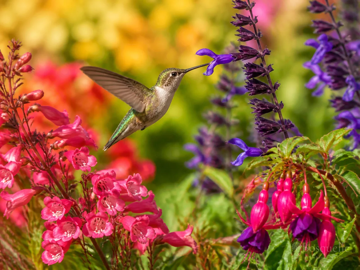 Plants that attract hummingbirds — hub image