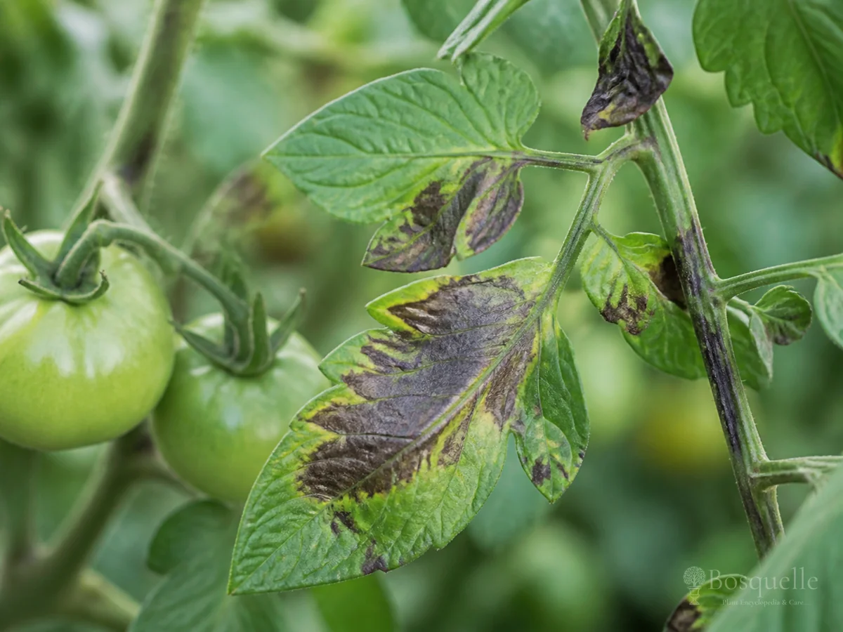 Late Blight