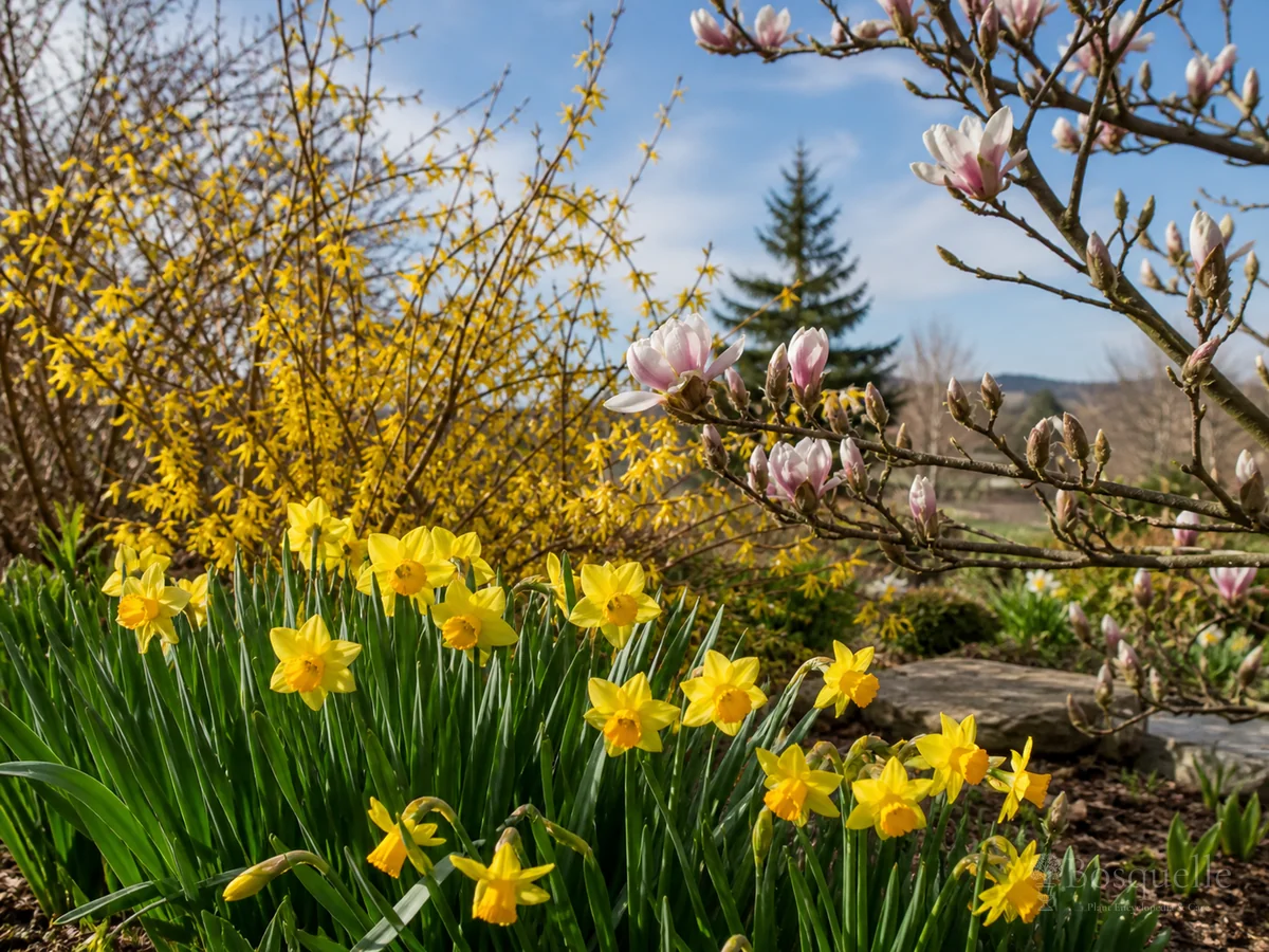 Plants that flower in March — hub image
