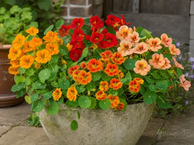 Nasturtiums in Containers — for Nasturtium 'Black Velvet'