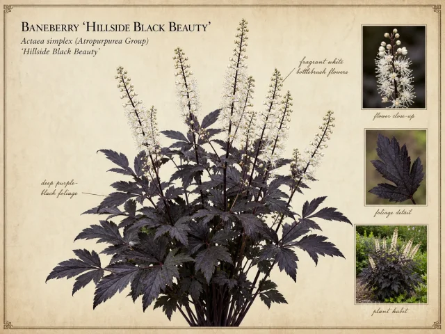 Baneberry 'Hillside Black Beauty'