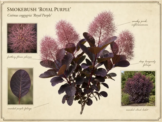 Smokebush 'Royal Purple'