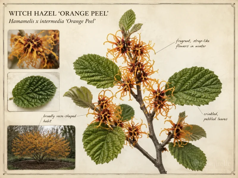 Witch Hazel 'Orange Peel'