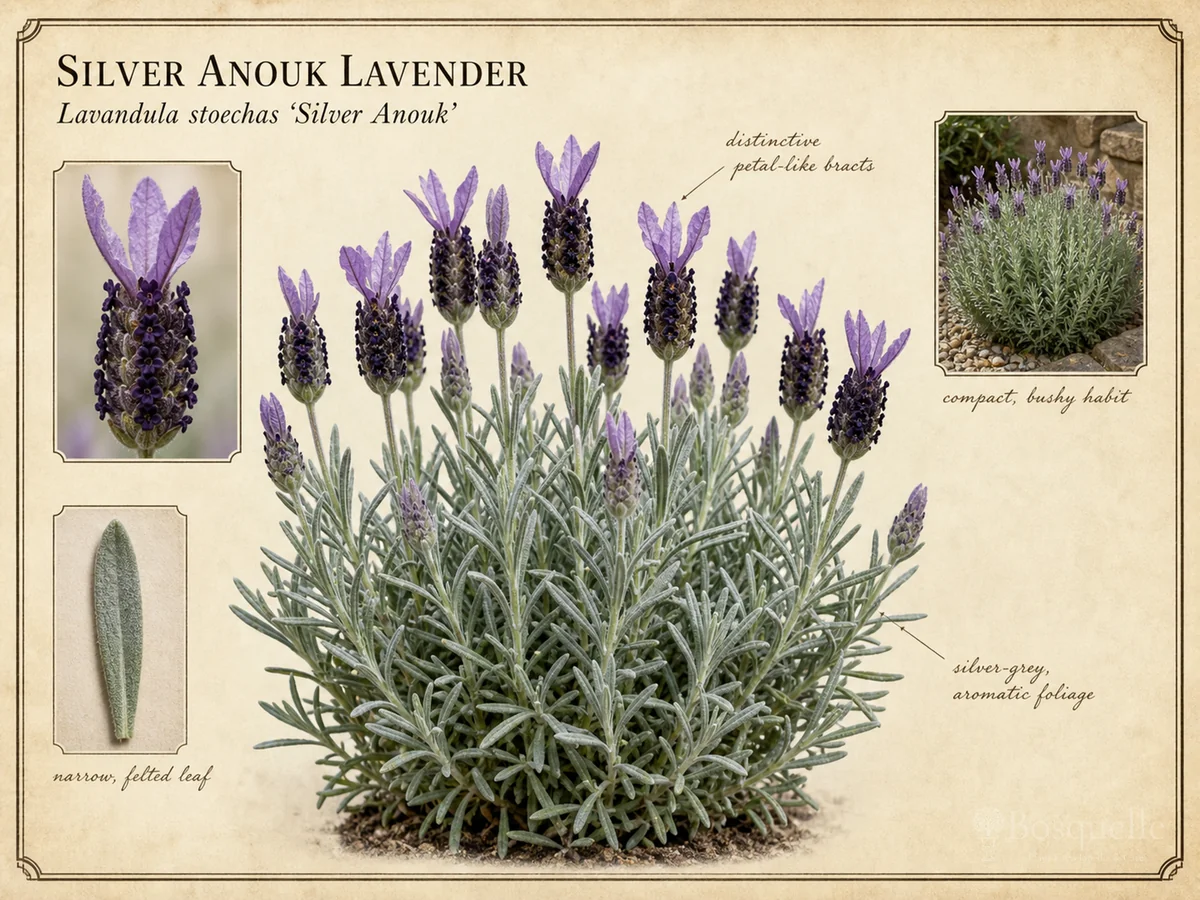 Silver Anouk Lavender