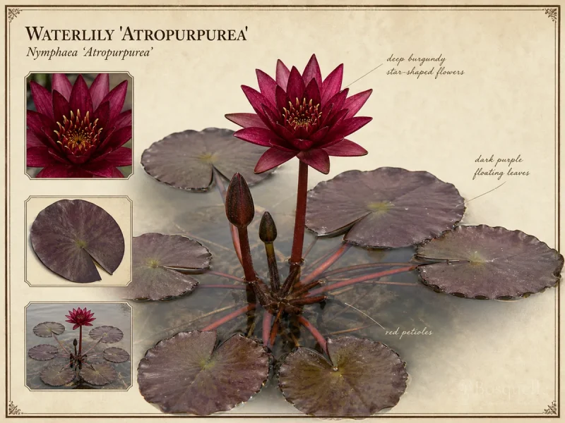 Waterlily ‘Atropurpurea’ (Nymphaea ‘Atropurpurea’)