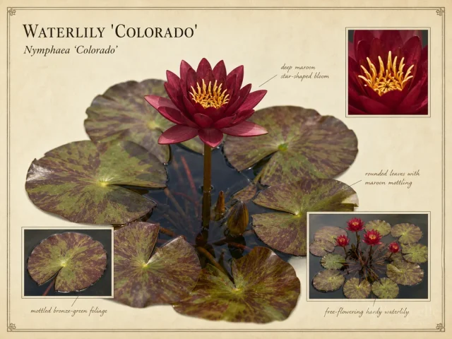 Waterlily 'Colorado'