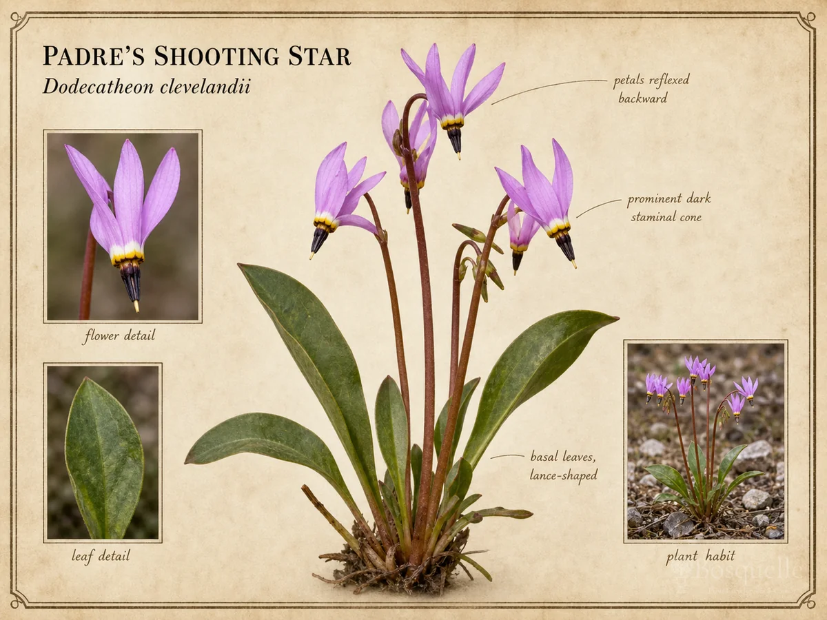 Padre’s Shooting Star (Dodecatheon clevelandii)