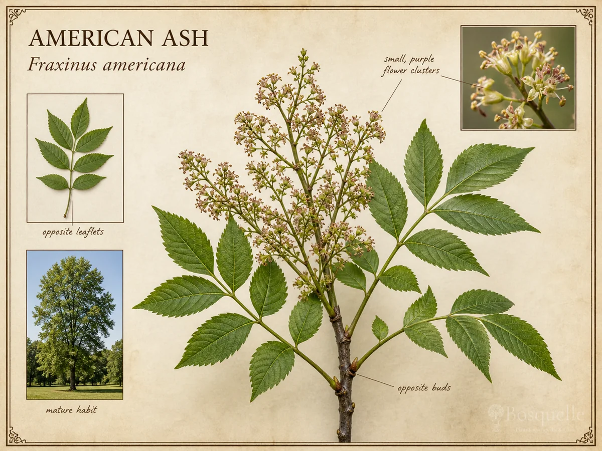 American Ash