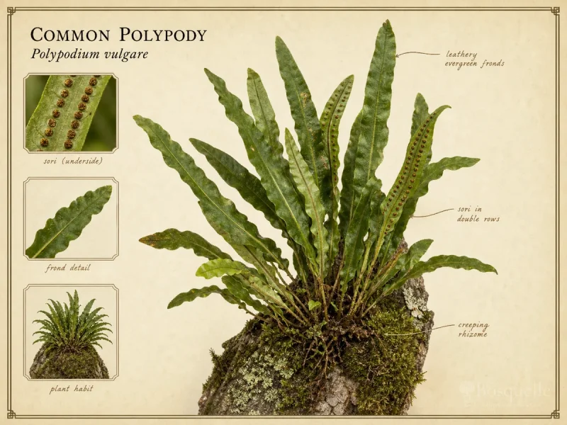Common Polypody (Polypodium vulgare)