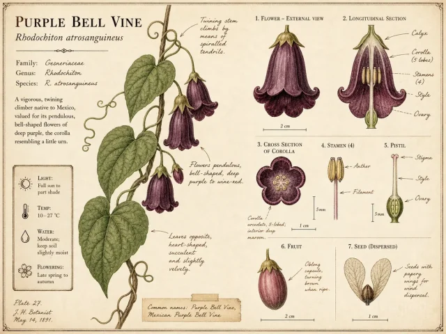 Purple Bell Vine (Rhodochiton atrosanguineus)