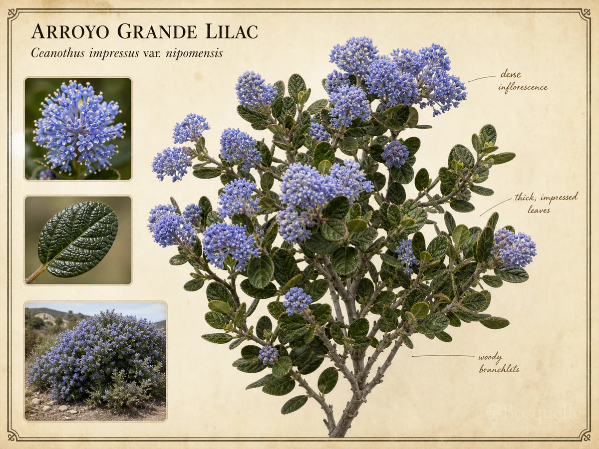 Arroyo Grande Lilac