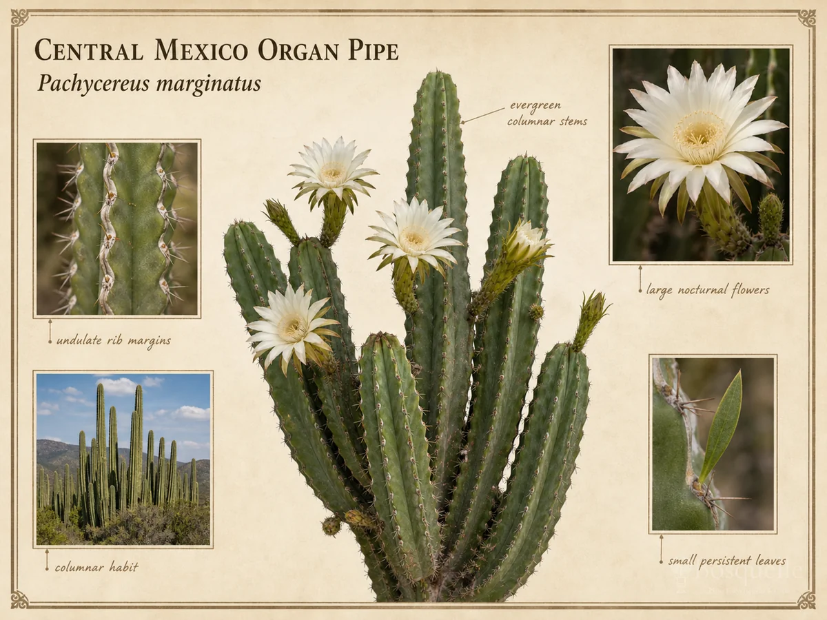 Central Mexico Organ Pipe