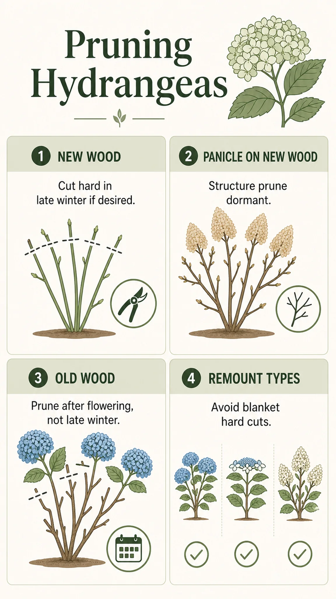 Pruning Hydrangeas care summary diagram
