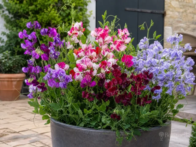 Sweet Peas in Containers – Deep Pot, Small Trellis