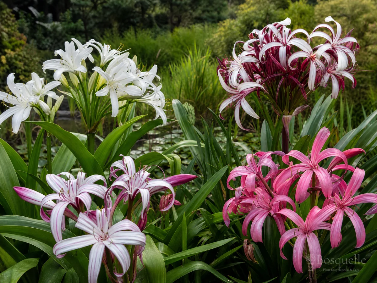 Types of Crinum — for Swamp Lily