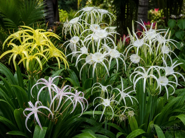 Types of Hymenocallis – Cultivar, Coastal, or Marsh