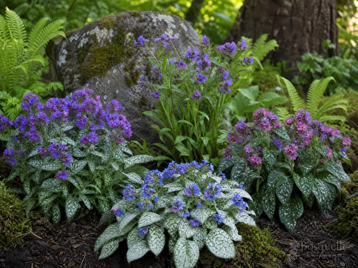 Types of Pulmonaria – Spot, Silver, or Flower guide illustration