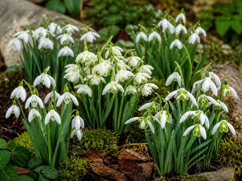 Types Of Snowdrops — for Snowdrop 'Straffan'