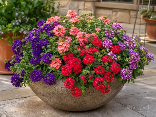 Verbena in Containers – A Hanging Basket guide illustration