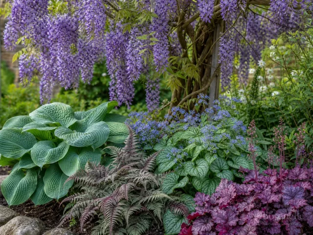 Wisteria Companion Plants — for Wisteria 'Shiro-Kapitan'