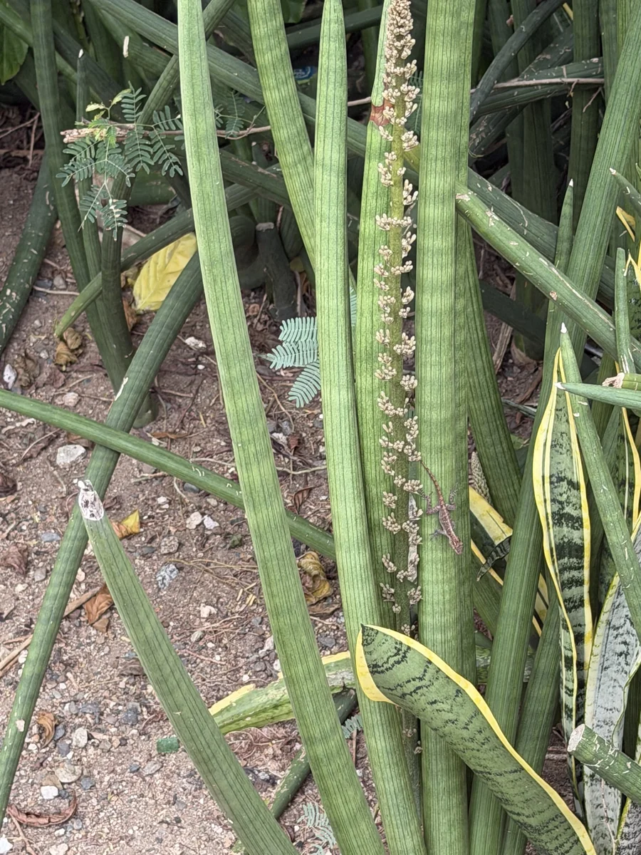 African Spear in the wild — habit, Puerto Rico