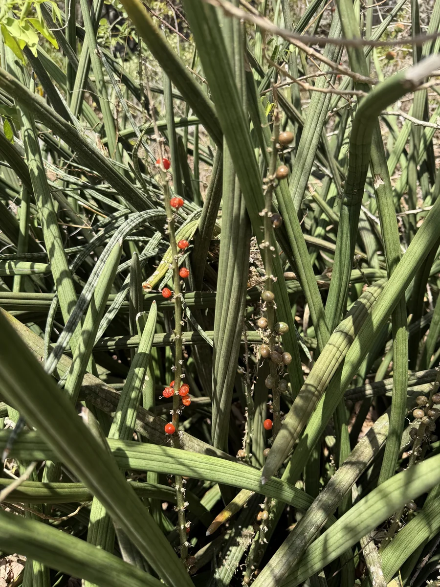 African Spear in the wild — habit, Guadeloupe
