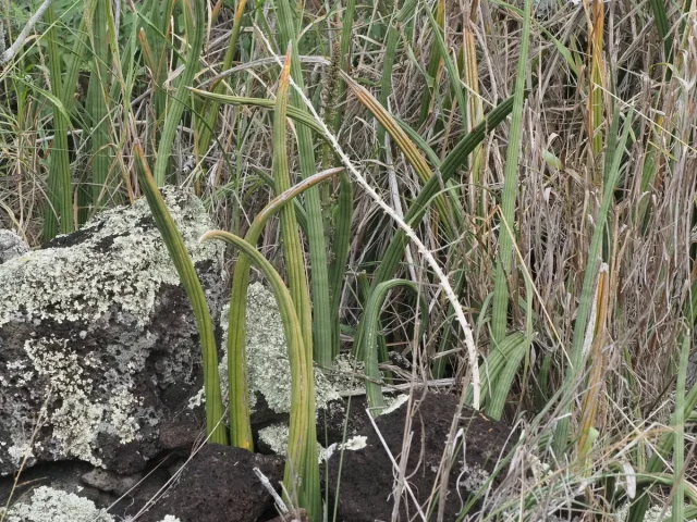 African Spear in the wild — habit, United States of America
