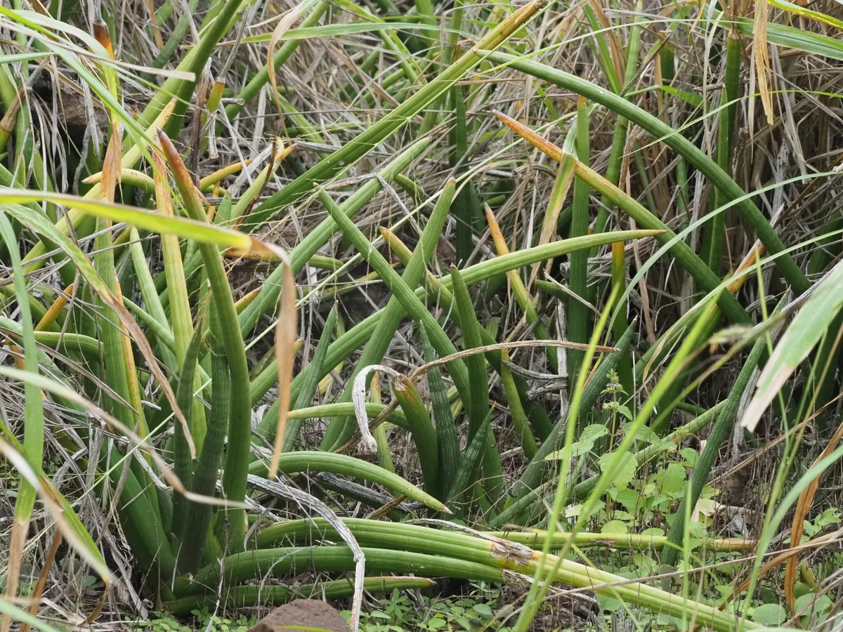 African Spear in the wild — habit, United States of America