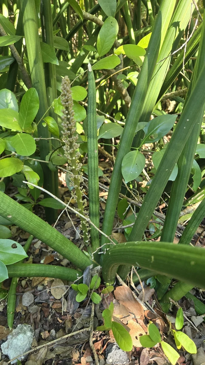 African Spear in the wild — habit
