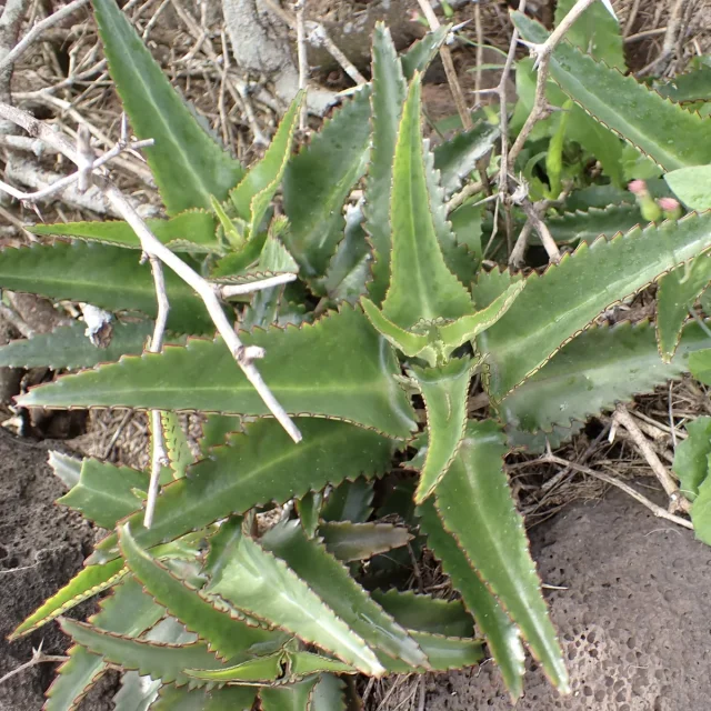 Alligator Plant in the wild — habit, United States of America
