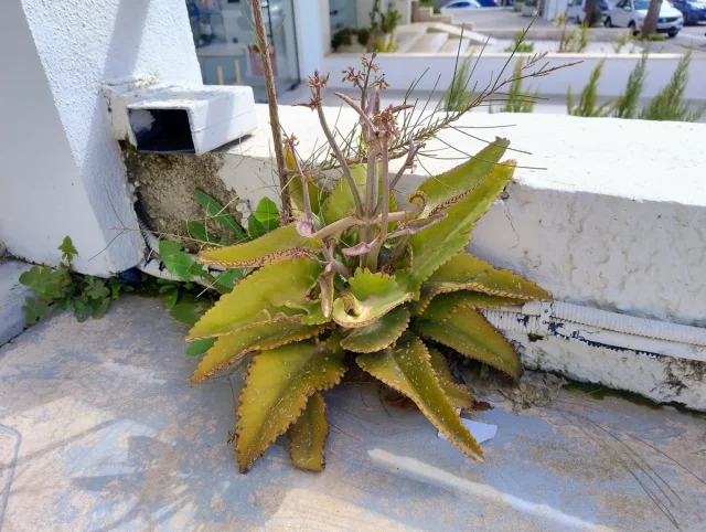 Alligator Plant in the wild — habit, Greece