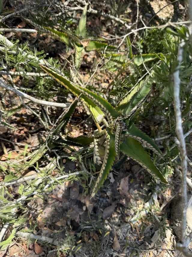 Alligator Plant in the wild — habit, United States of America